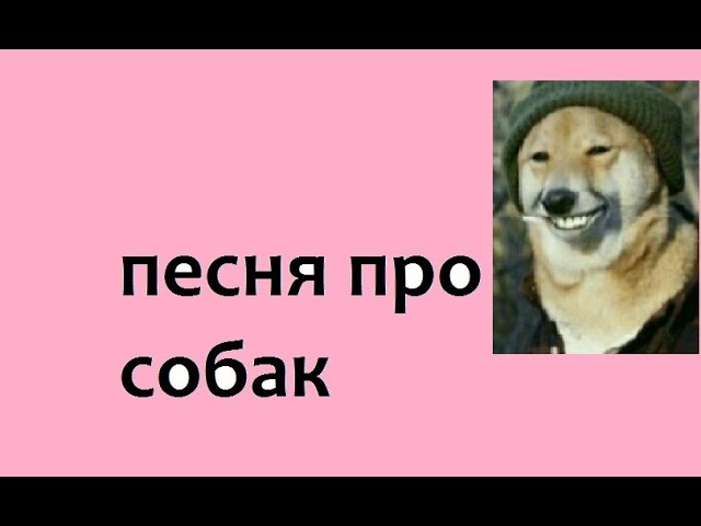 Постер мирана - собака прости, собака не плачь