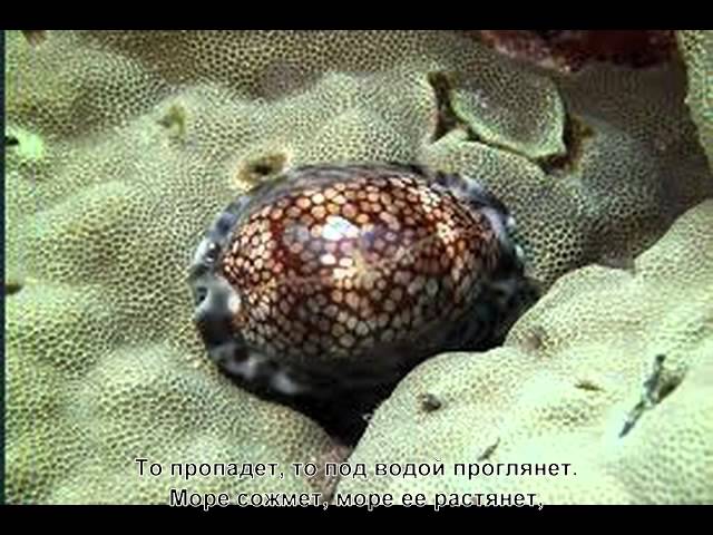 Постер Новелла Матвеева - Адриатика